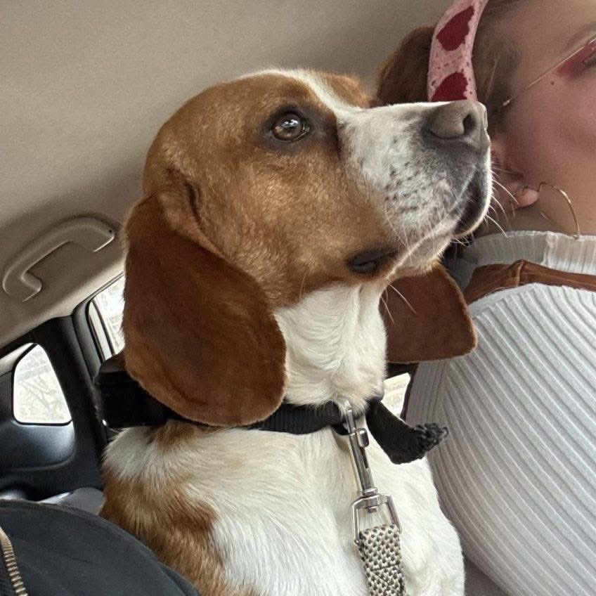 TriBeagles tweet media