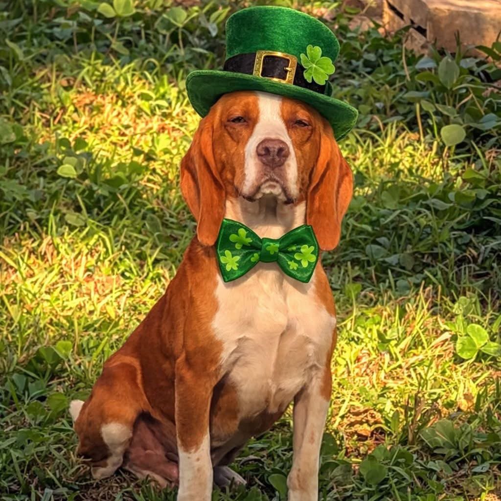 TriBeagles tweet media