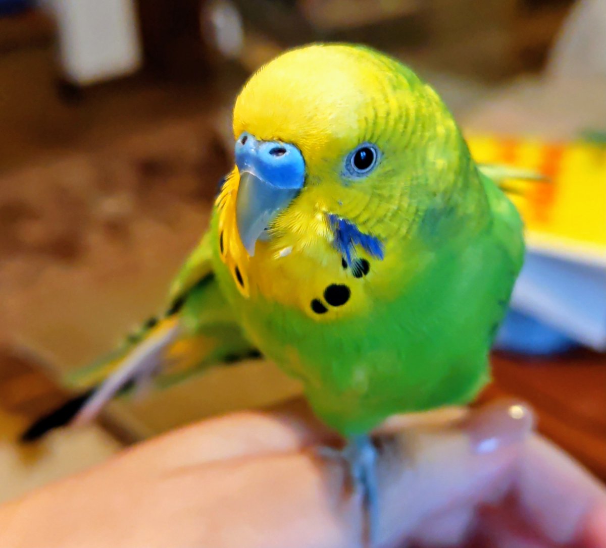 久々にかいぬしの顔を羽繕いしてくれた、ちょっと換羽がきている今日のえるちゃん🐥
#セキセイインコ