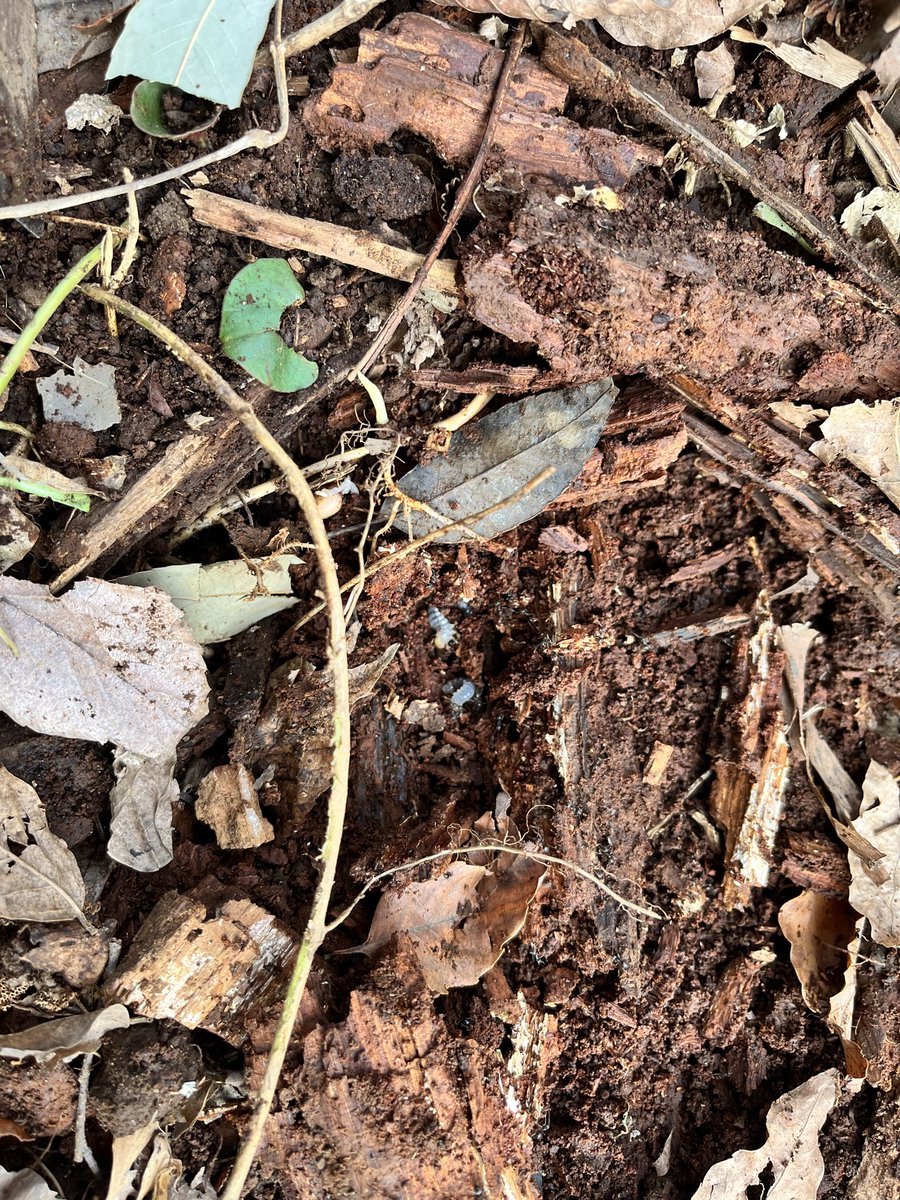 insect_motion's tweet photo. 旧友Ｋ氏の案内で彼のポイントを案内して頂き、県北の激レア埼玉ネブト！初令〜三令、成虫トリオと全ステージゲットのタコ採れでした💦
彼の案内無しには出来なかった事！
めちゃ感謝です🙏埼玉4産地制覇！ https://t.co/E6nQ4xy0Ro