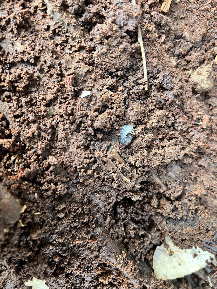 insect_motion's tweet photo. 旧友Ｋ氏の案内で彼のポイントを案内して頂き、県北の激レア埼玉ネブト！初令〜三令、成虫トリオと全ステージゲットのタコ採れでした💦
彼の案内無しには出来なかった事！
めちゃ感謝です🙏埼玉4産地制覇！ https://t.co/E6nQ4xy0Ro