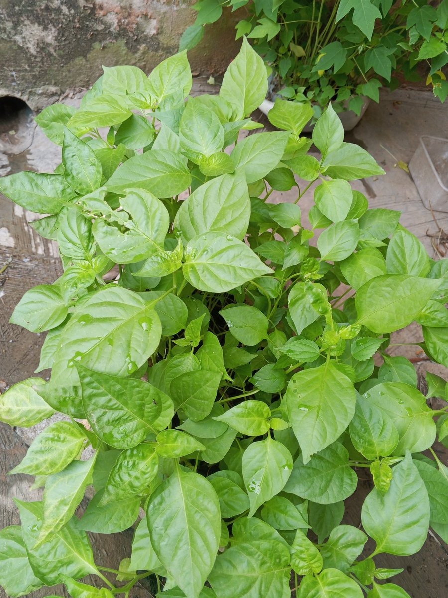 Chukwunonso (Farmer) tweet media