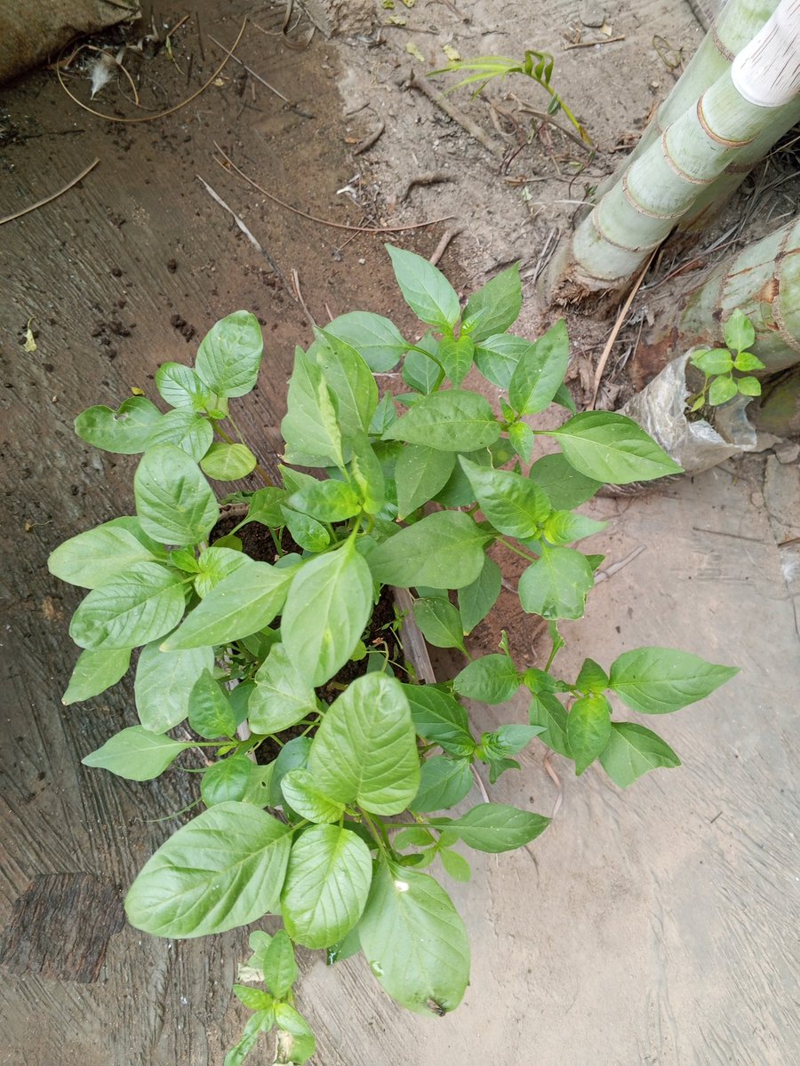 Chukwunonso (Farmer) tweet media