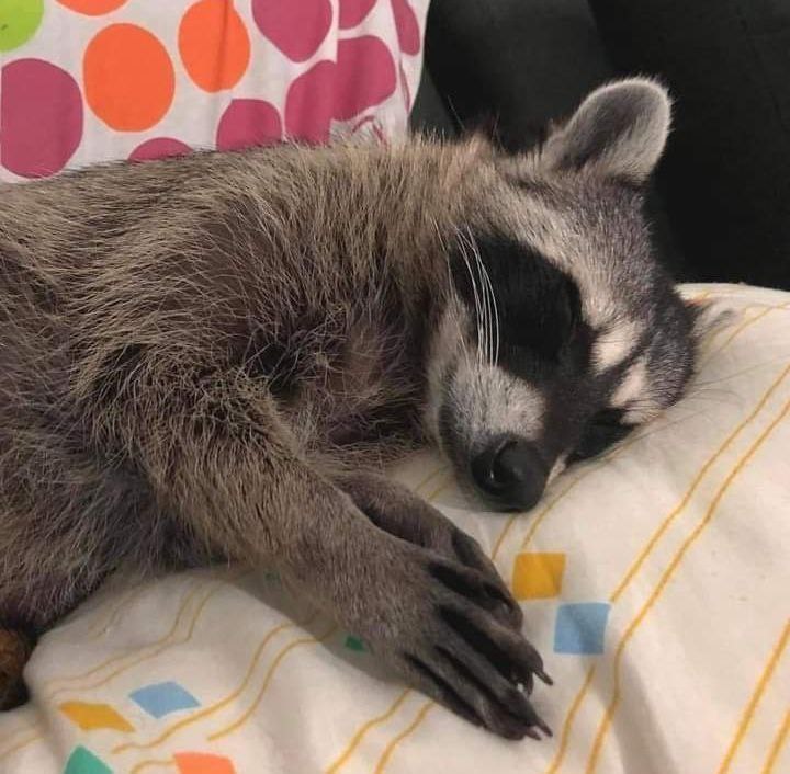 raccoon with confusing auras tweet media