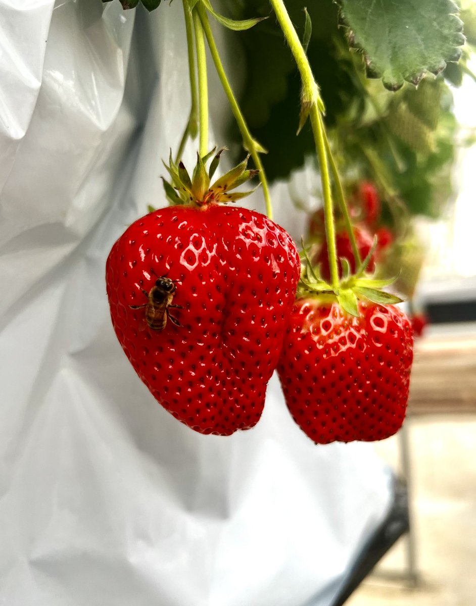 tao_tao_10's tweet photo. いちご狩り🍓✨
甘くて大きないちごに大興奮☺️
かおりのが一番美味しかった💛🍓
春のしあわせな1日🌸

#いちご狩り
#いちご
#春のおでかけ
#春の思い出
#いちご好き
#こどものいる暮らし
#キッズモデル
#キッズコーデ
#kidsjapan
#instakids https://t.co/YSaRbl3j4h