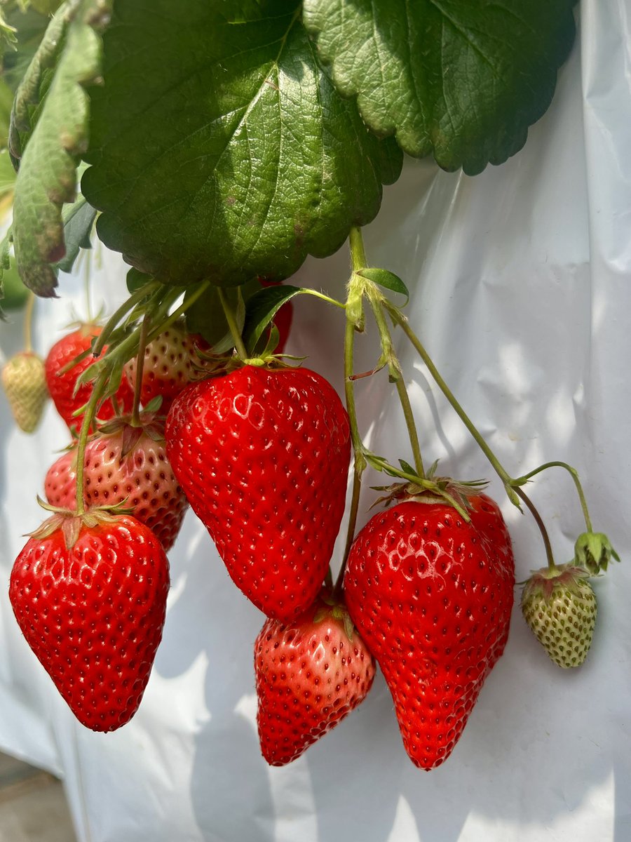 tao_tao_10's tweet photo. いちご狩り🍓✨
甘くて大きないちごに大興奮☺️
かおりのが一番美味しかった💛🍓
春のしあわせな1日🌸

#いちご狩り
#いちご
#春のおでかけ
#春の思い出
#いちご好き
#こどものいる暮らし
#キッズモデル
#キッズコーデ
#kidsjapan
#instakids https://t.co/YSaRbl3j4h