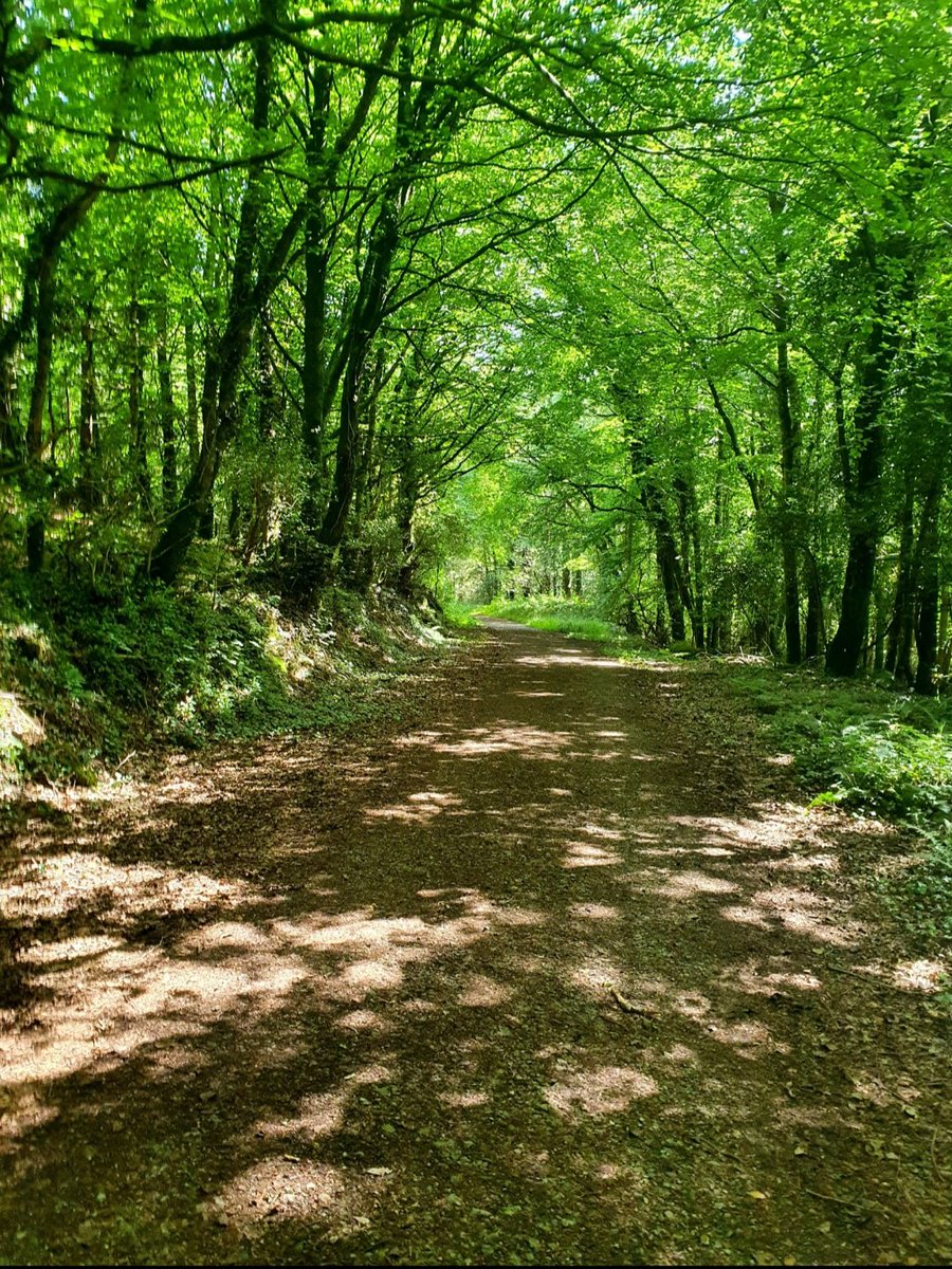 BrigidWalsh10's tweet image. A #Gentle breeze blowing through the trees 
#DailyPictureTheme 
@DailyPicTheme2