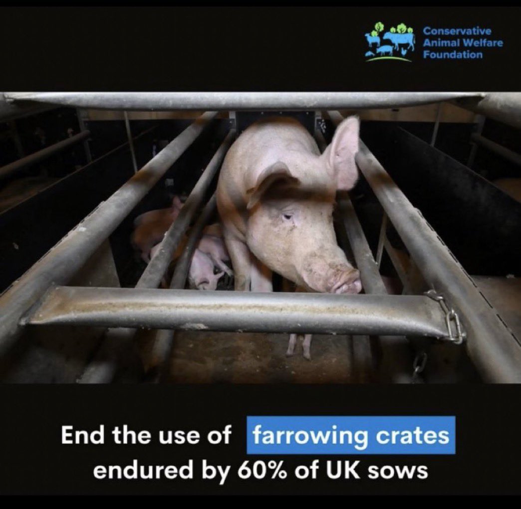 Conservative Animal Welfare Foundation tweet media