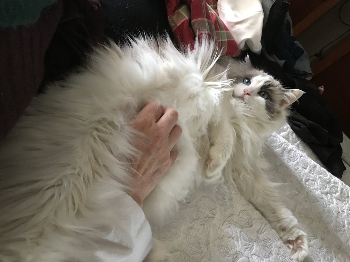 Trumpian in CA tweet media