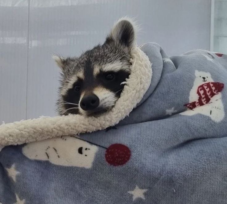 raccoon with confusing auras tweet media