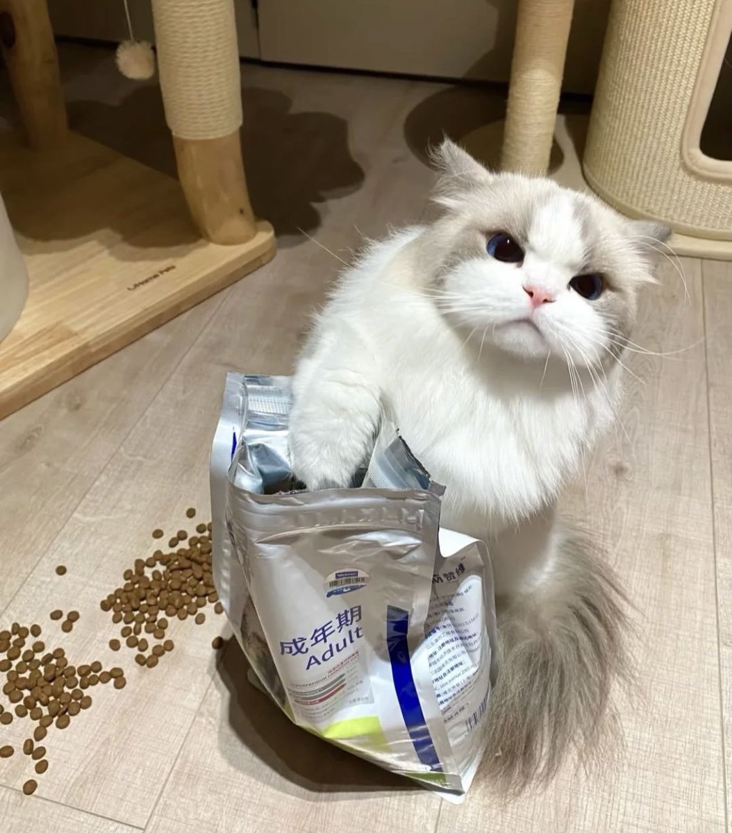 takemybear's tweet photo. ถ้าเปนเด่กดื้อจะให้กิมมื้อเดวนะ         พี่คนจ๋วย 🥺

อะๆ สามมื้อก้ด้ะ 😡😡😡                  (😛) https://t.co/A7CJ7YNlxR