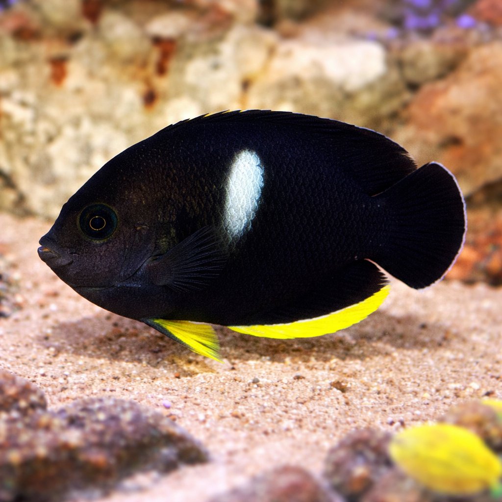 Saltwaterfish.com tweet media