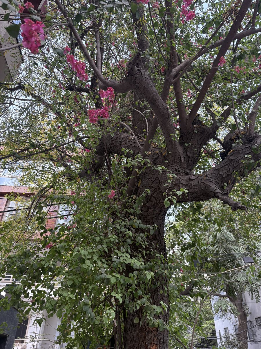 Lavendermist15's tweet photo. Bougainvillea at every corner…that’s Delhi spring for you…💗🍃
#delhi #spring #bougainvillea #flowersonx #delhitrees https://t.co/cR9K5QTpSs