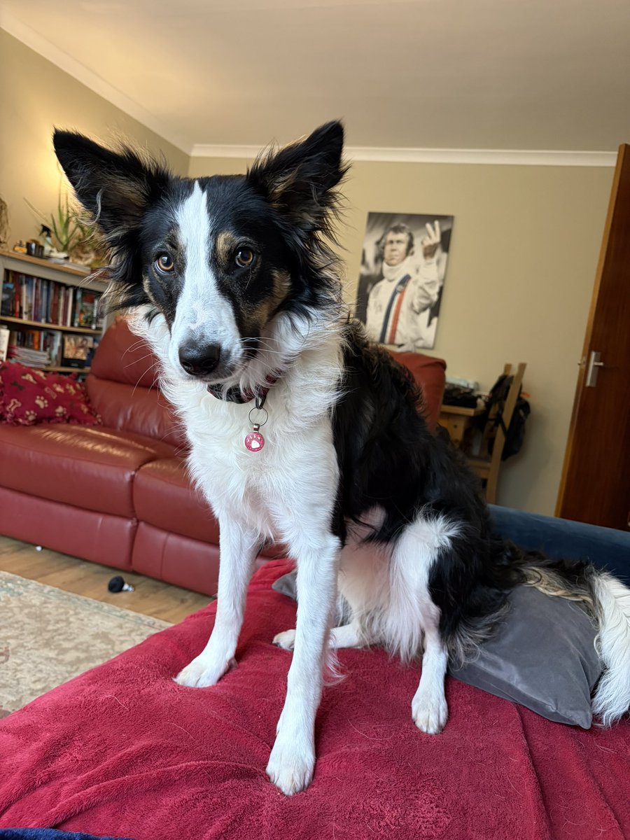 Puppy Bess and Auntie Kes tweet media