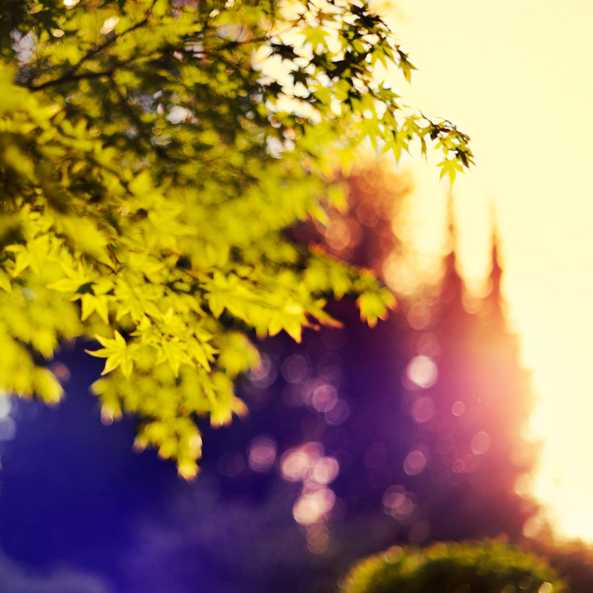 林脕脕的喵 tweet media