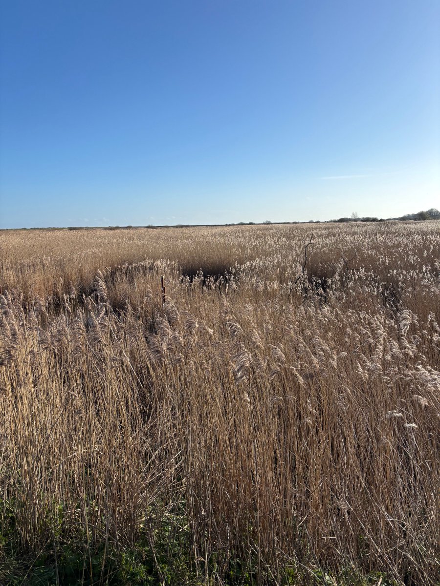 Steve Richards tweet media