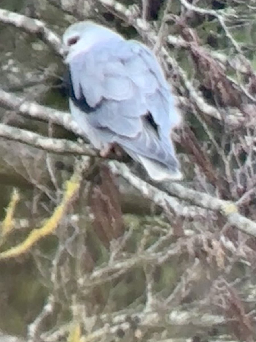 Steve Richards tweet media