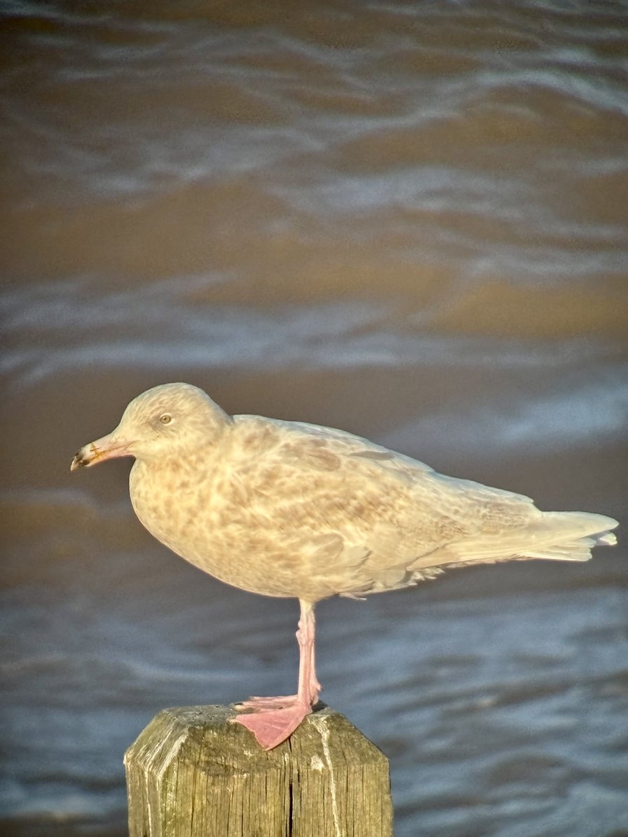 Steve Richards tweet media