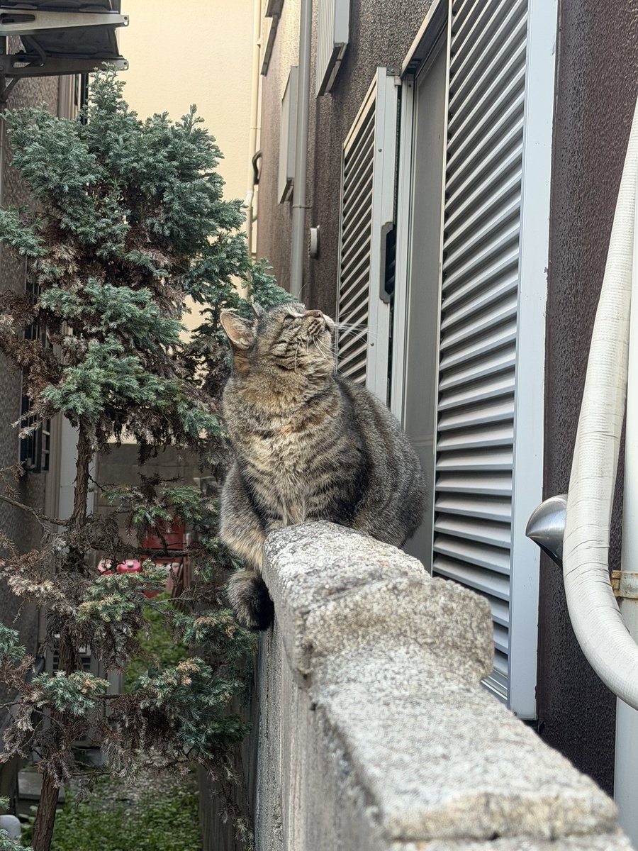 imagecat's tweet photo. https://t.co/ZrUrC321ql