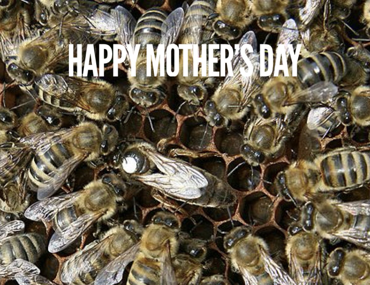 Scottish Beekeepers tweet media