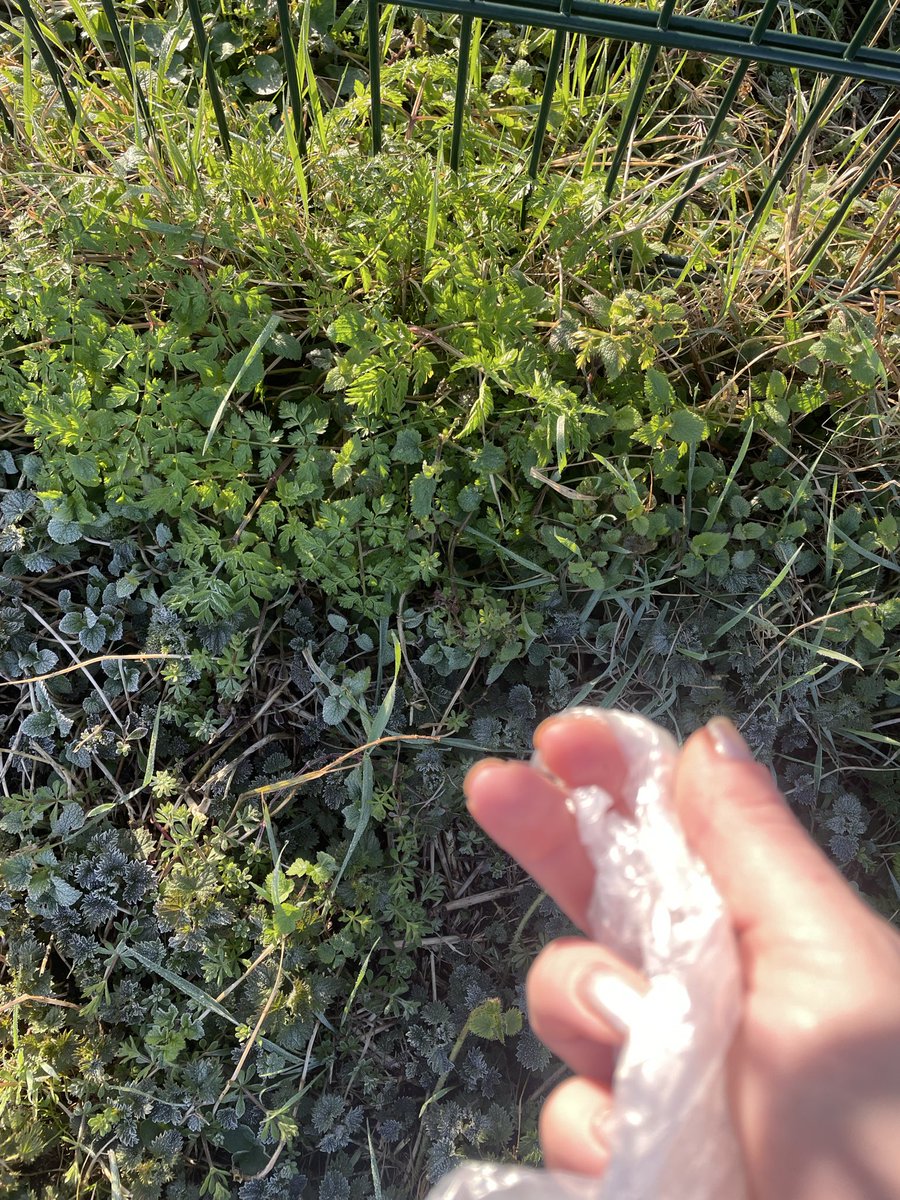 Helena109's tweet photo. Aan de eerste twee fundamentele natuurwetten ‘je bewaart bij het eten het lekkerste voor het laatst’ en ‘iets met zwaartekracht’, zou ik graag nog een derde toevoegen: ‘je hoeft de drol van je hond pas op te ruimen als je ‘m kunt vinden’. Mee eens wereld? Mooi. https://t.co/NeKRcyaxg0