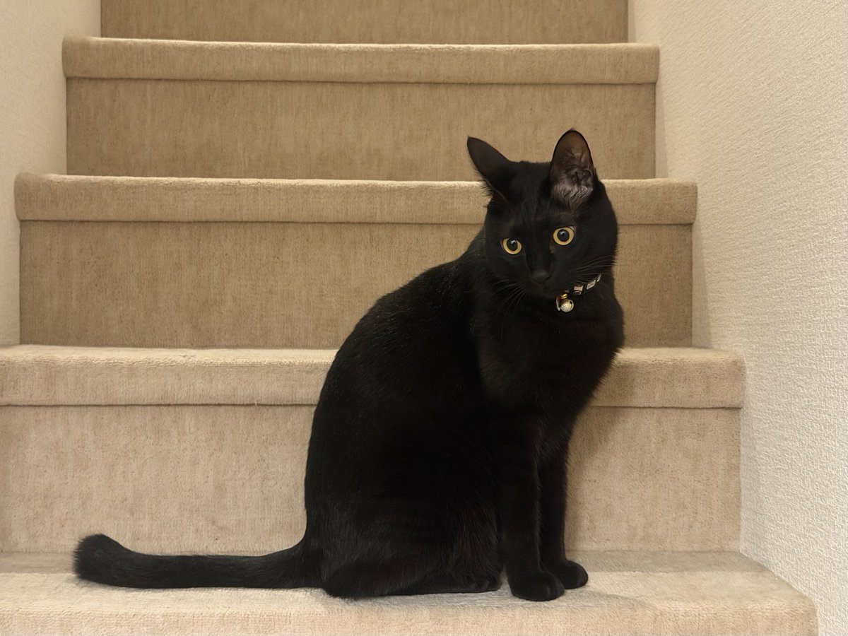 ねまきねこ@ふわこは tweet media