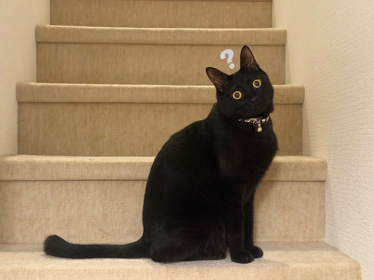 ねまきねこ@ふわこは tweet media