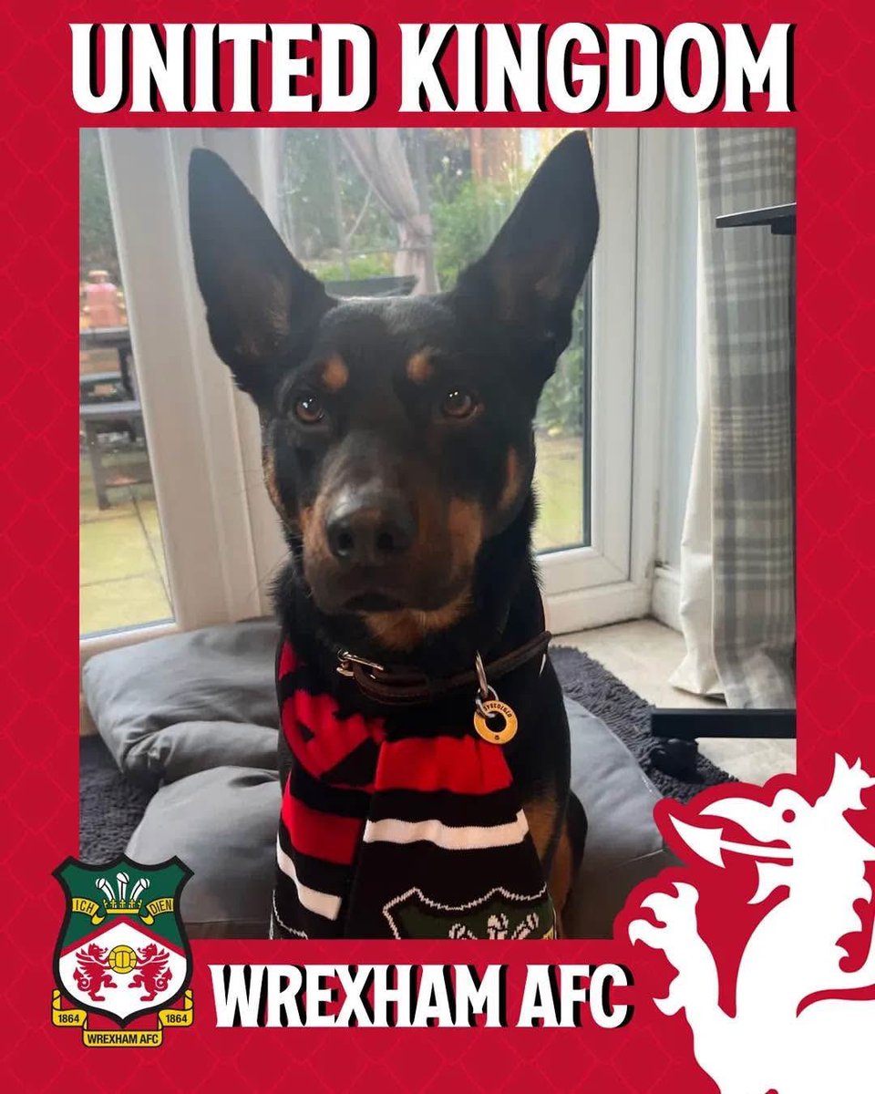 Happy 4th birthday Loki <a href="/Wrexham_AFC/">Wrexham AFC</a> , if you need another midfielder, this fella has serious ball skills