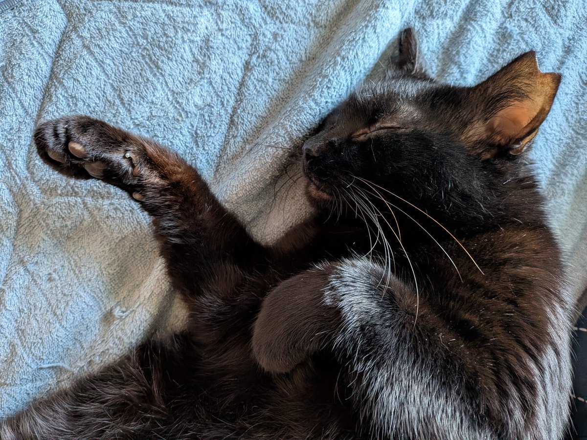 家事（掃除洗濯）も料理（作り置き）も昼寝もできて久しぶりに人間らしい休日を過ごせた😂
隣に猫が転がってる生活にも慣れてきた（笑）#本日のまっくろくろすけ