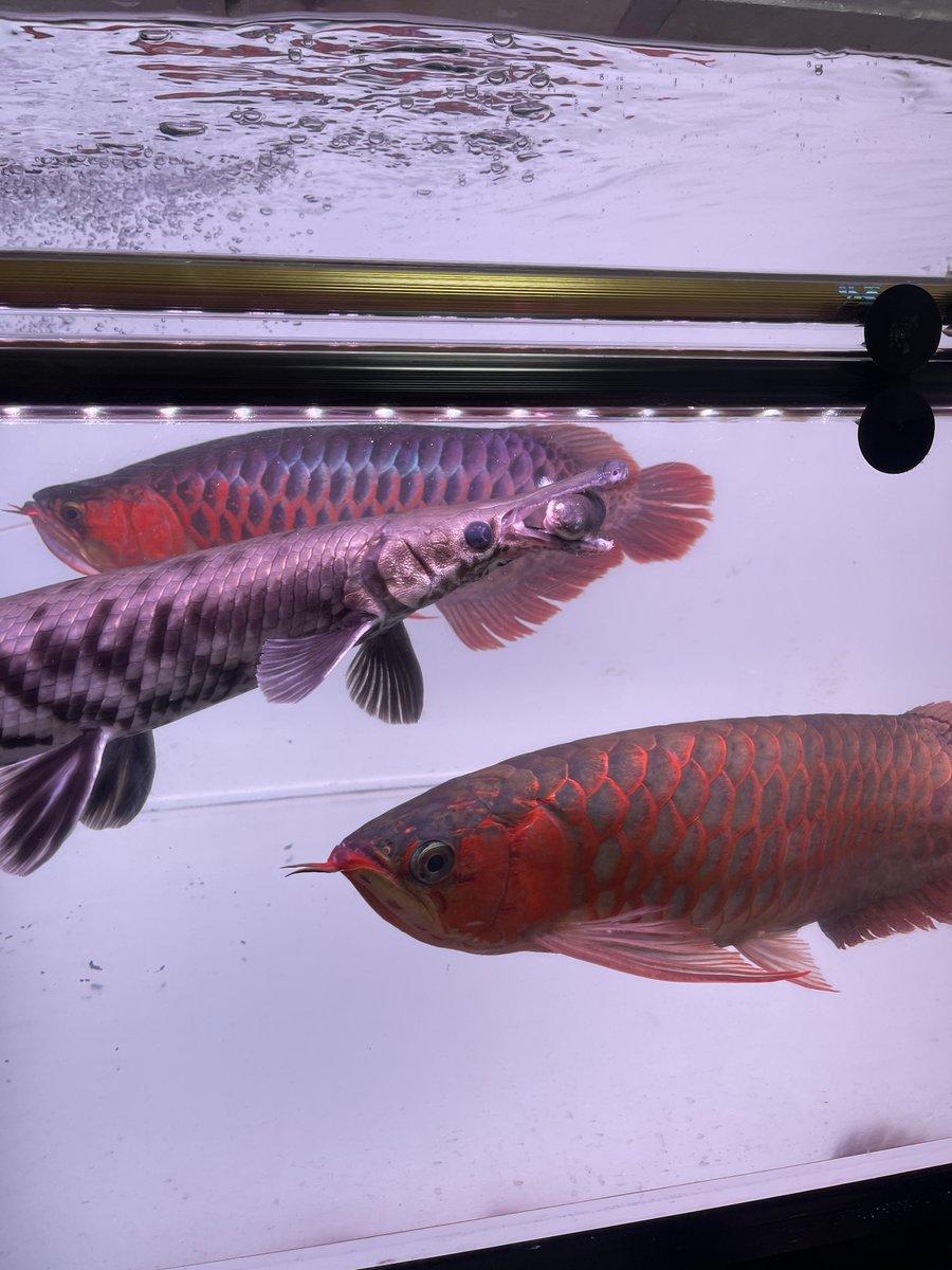 チンピたれ蔵 tweet media