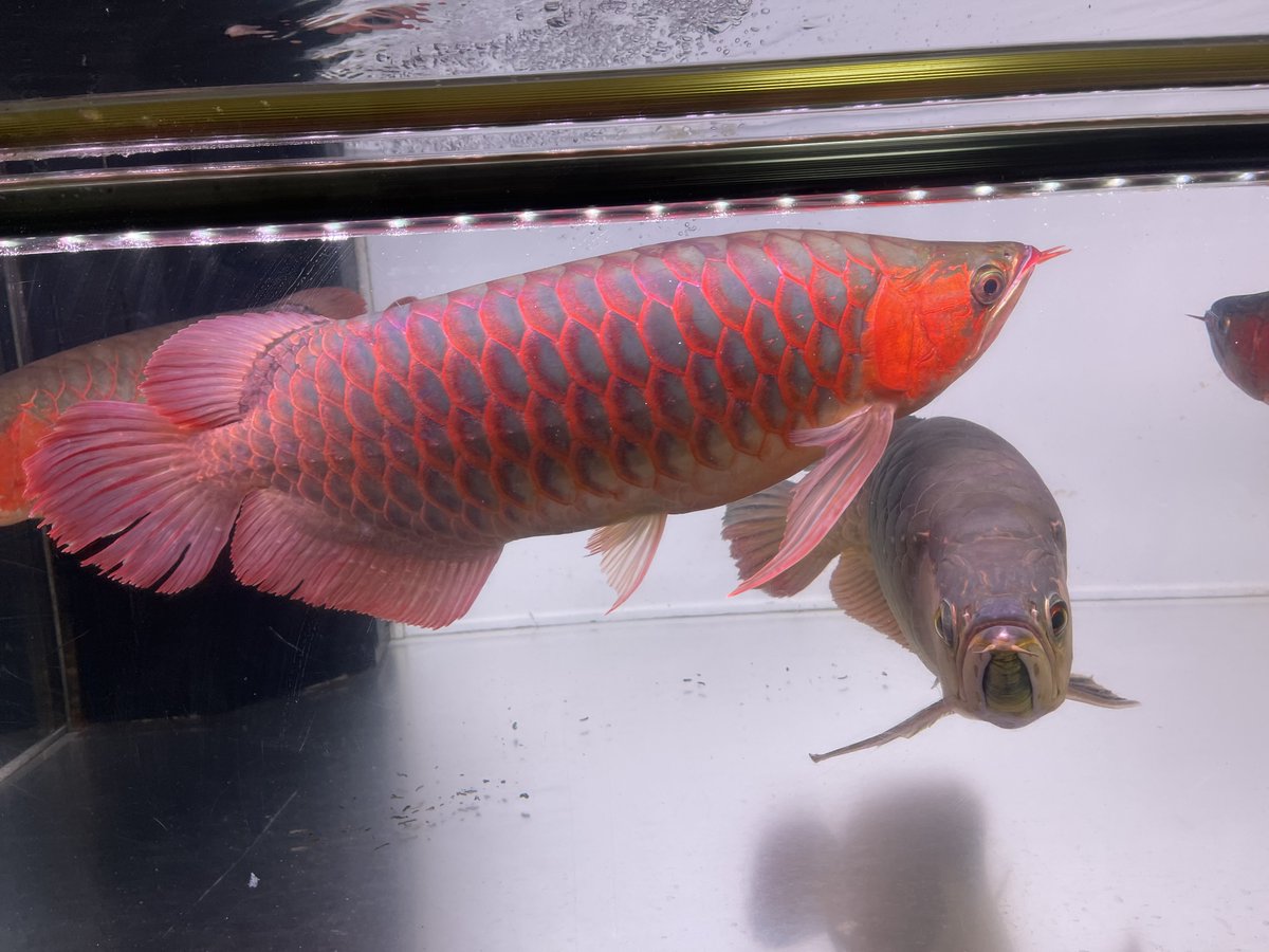 チンピたれ蔵 tweet media