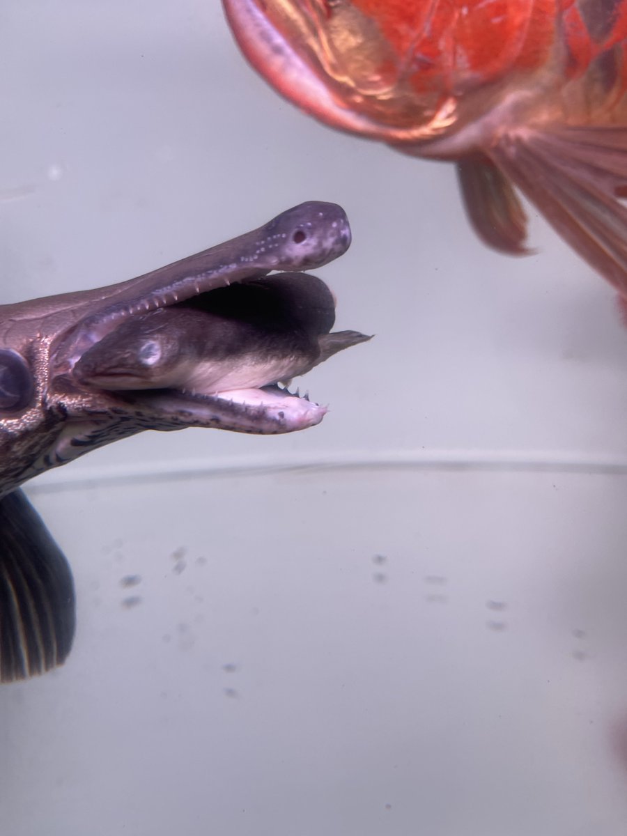 チンピたれ蔵 tweet media