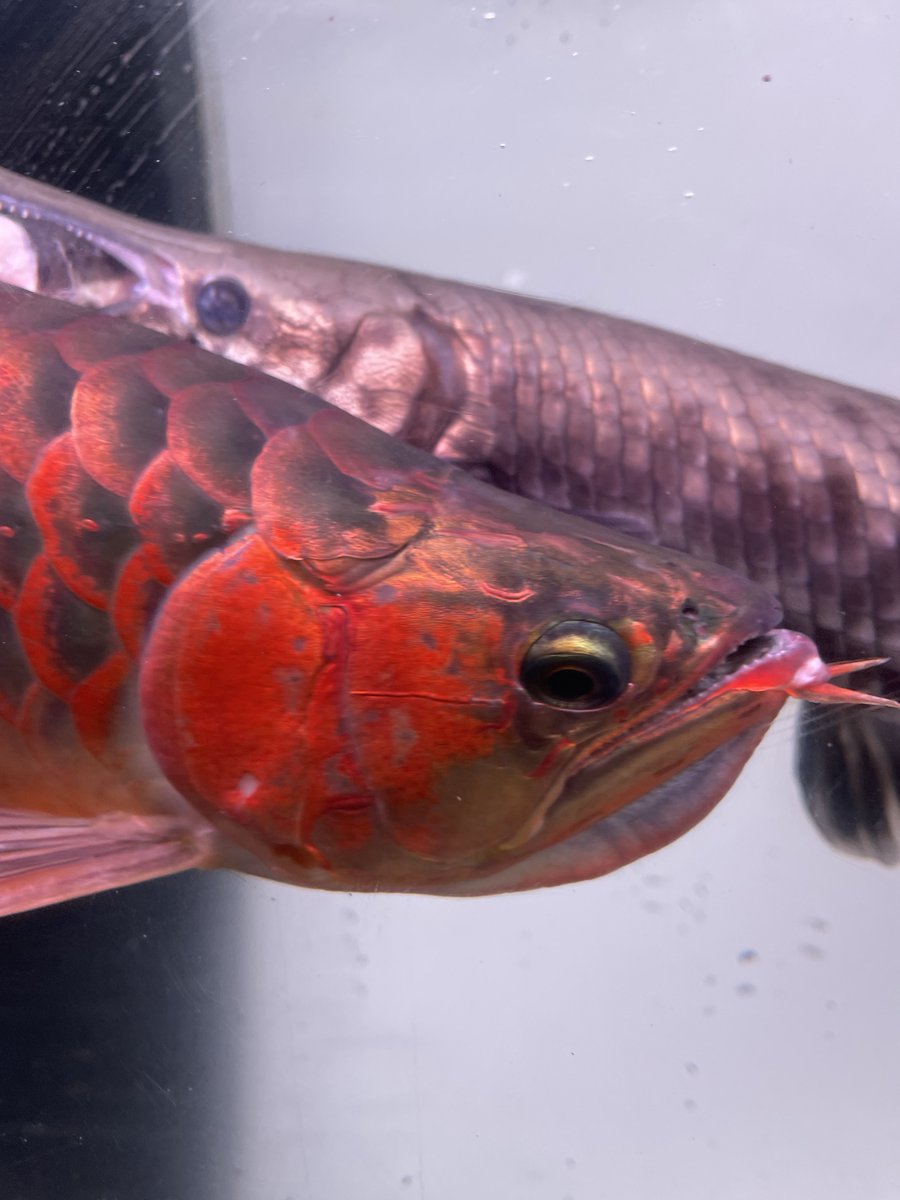 チンピたれ蔵 tweet media