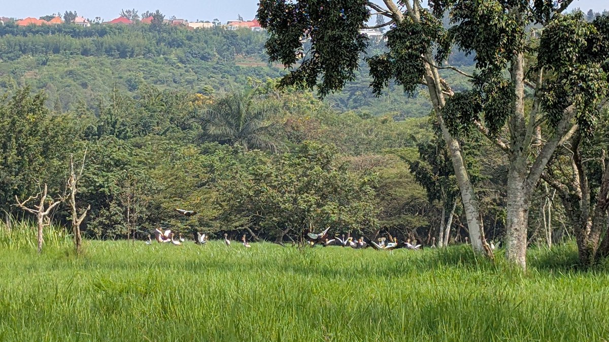 Fonyo Rwiyereka tweet media