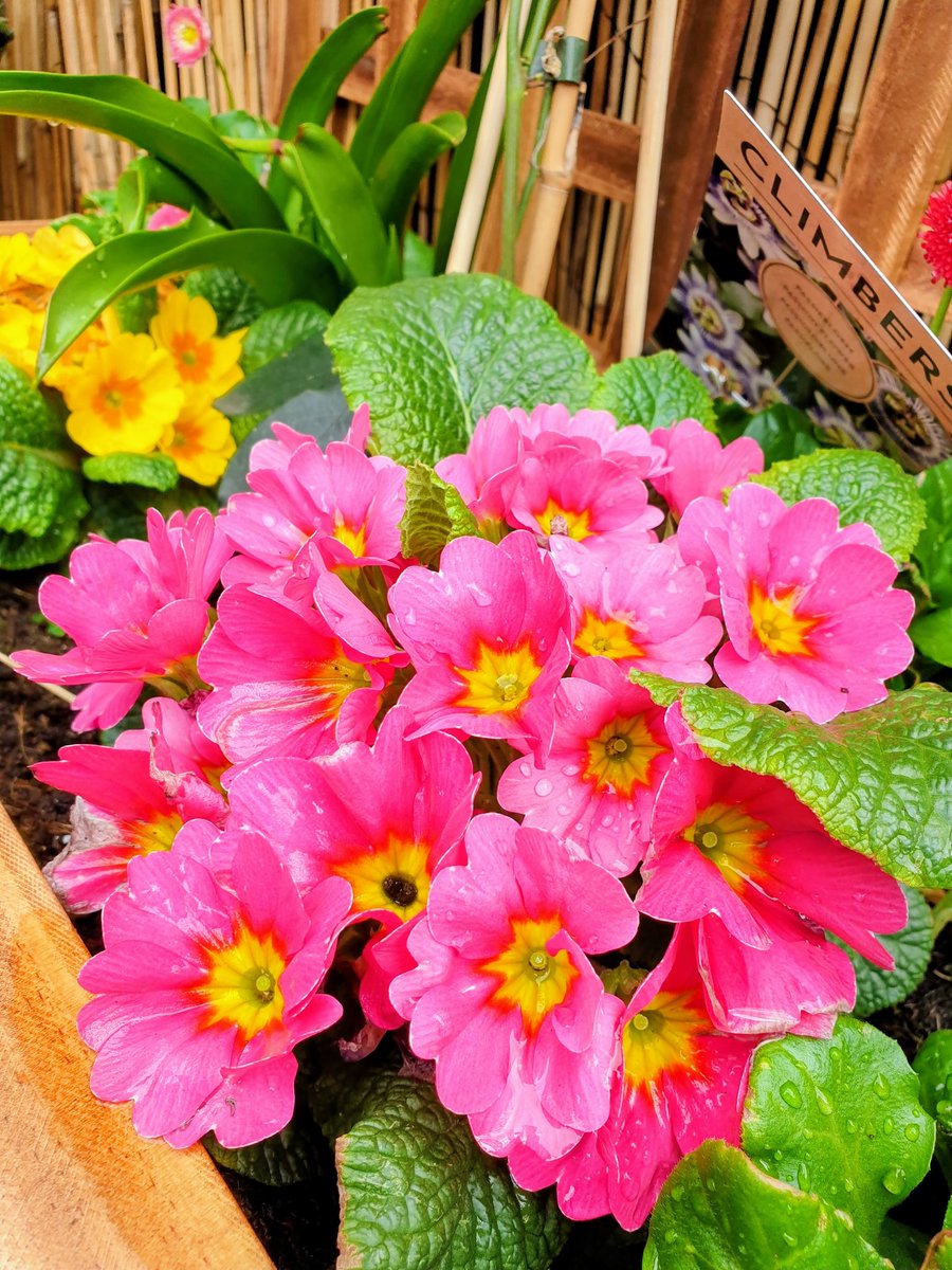 🌹lynn. 🐞🦉🦔🐦 tweet media