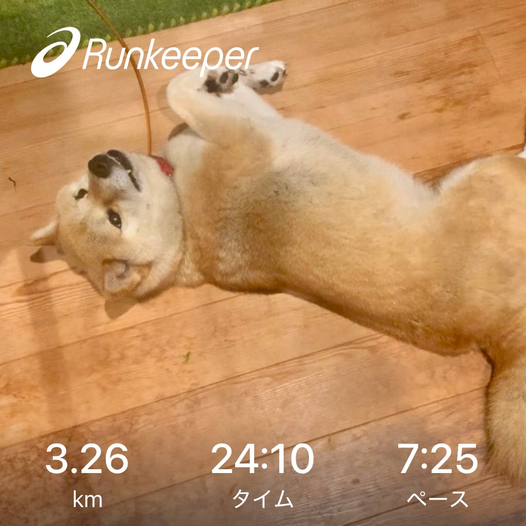 Adamayto's tweet photo. 今日の散歩🐕 https://t.co/gKuXabJFyN