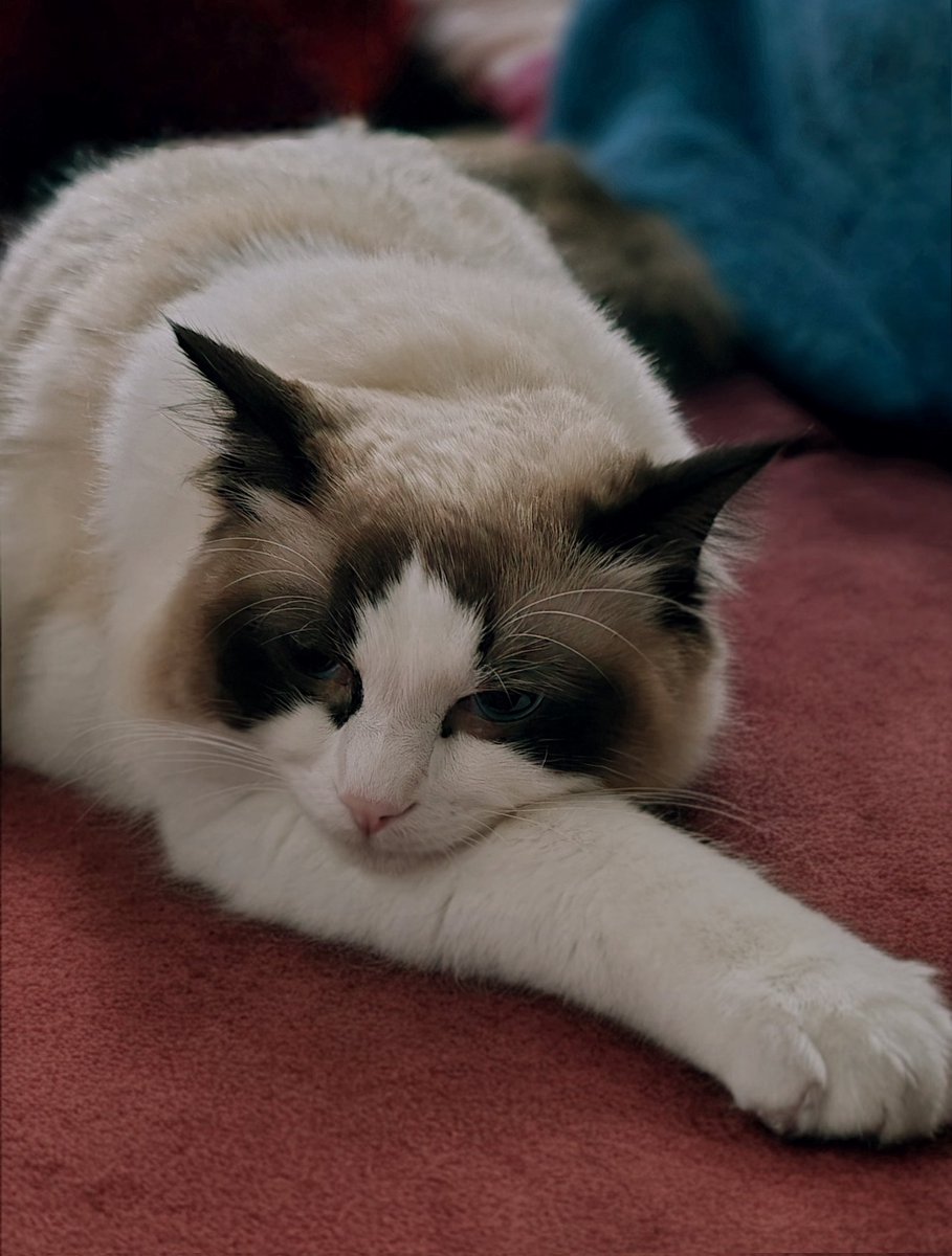 ❤️Yumi Mogry❤️☄ tweet media