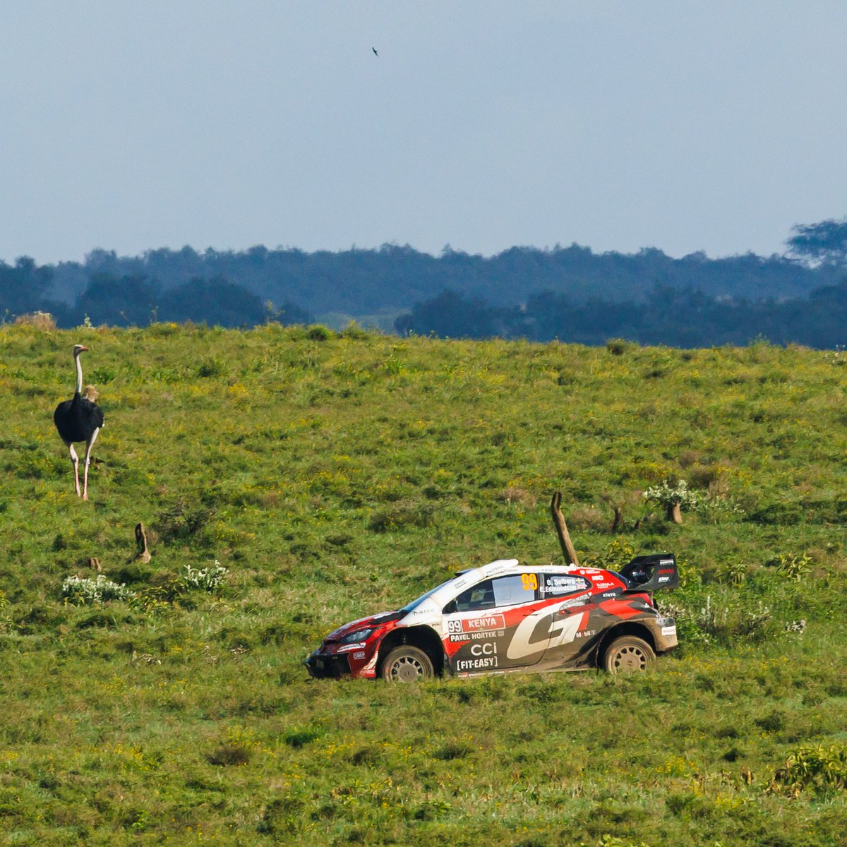 Oliver takes his turn for a stage win in Oserengoni 2 ahead of Seb and Elfyn 🥇🥈🥉 and leads Super Sunday by 0.8s over Seb ahead of the Power Stage.

#ToyotaGAZOORacing #GRYaris #WRC #SafariRallyKenya 🇰🇪