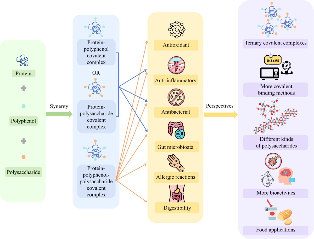 FoodAdvance1's tweet image. #FIA #propertydevelopment #covalent #nutrition
Buckwheat protein is a nutritious plant protein but has issues like poor solubility. Covalent complexes can enhance its properties and uses. 
@MaximumAcademic @UniversityLeeds
Details: maxapress.com/article/doi/10…