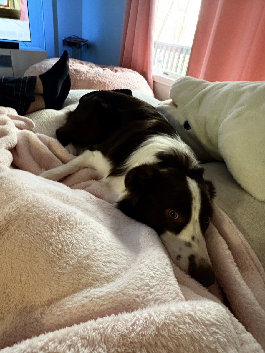 aliceberly12's tweet photo. nap time https://t.co/wdkVCxXK1H