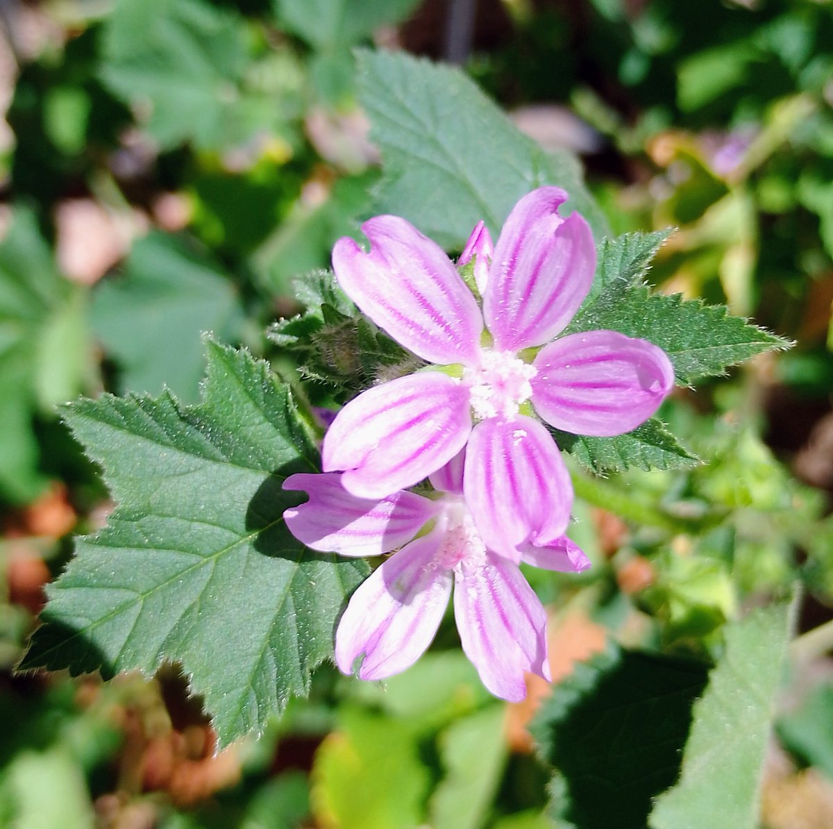 Lopezlaila1's tweet image. #Malva