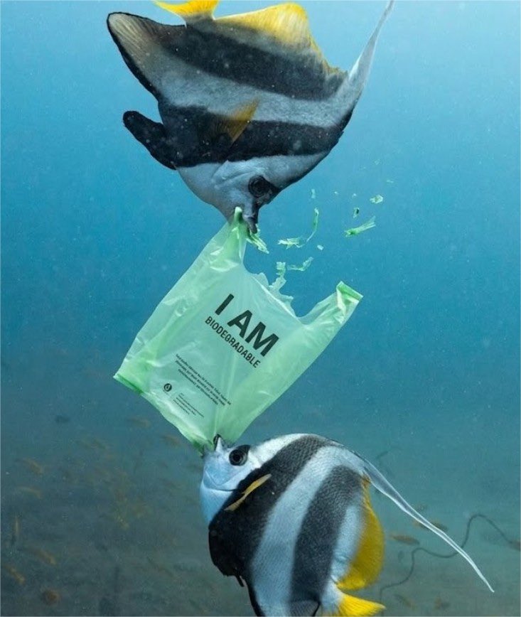 News: A biologist has developed cassava-based bags that dissolve in water and turn into food for fish, offering an eco-friendly alternative to plastic.