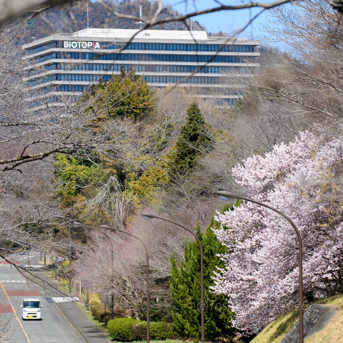 subaru_leone_rx's tweet photo. メジロがいるかなぁ〜と散歩に出てみるが 見つけたのは”シジュウカラ”
大井町では早咲きの桜が咲き始めている
@2026年3月14日撮影
Nikon D5 + AF-S NIKKOR 200-500mm f/5.6E ED VR
#Nikon #ニコン #D5 #NIKKOR #一眼レフ #シジュウカラ #鳥 #桜 #BIOTOPIA #ニコン #zcreators #light_nikon https://t.co/FuASZy1RNg