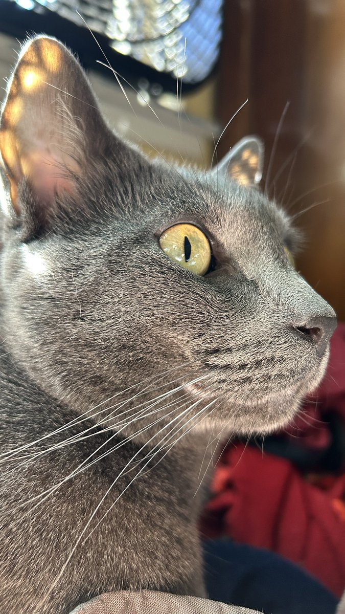 Mocha (@mochascripts) on Twitter photo 