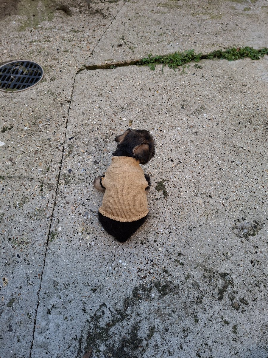 grumpyteen2's tweet photo. @FreddieRedGrizz @GrumpygrumpsT @Nipper_BT His lil sock jumper keeping him warm (he started shaking as soon as i put him on the floor) https://t.co/lYZ7Y0sJ6t