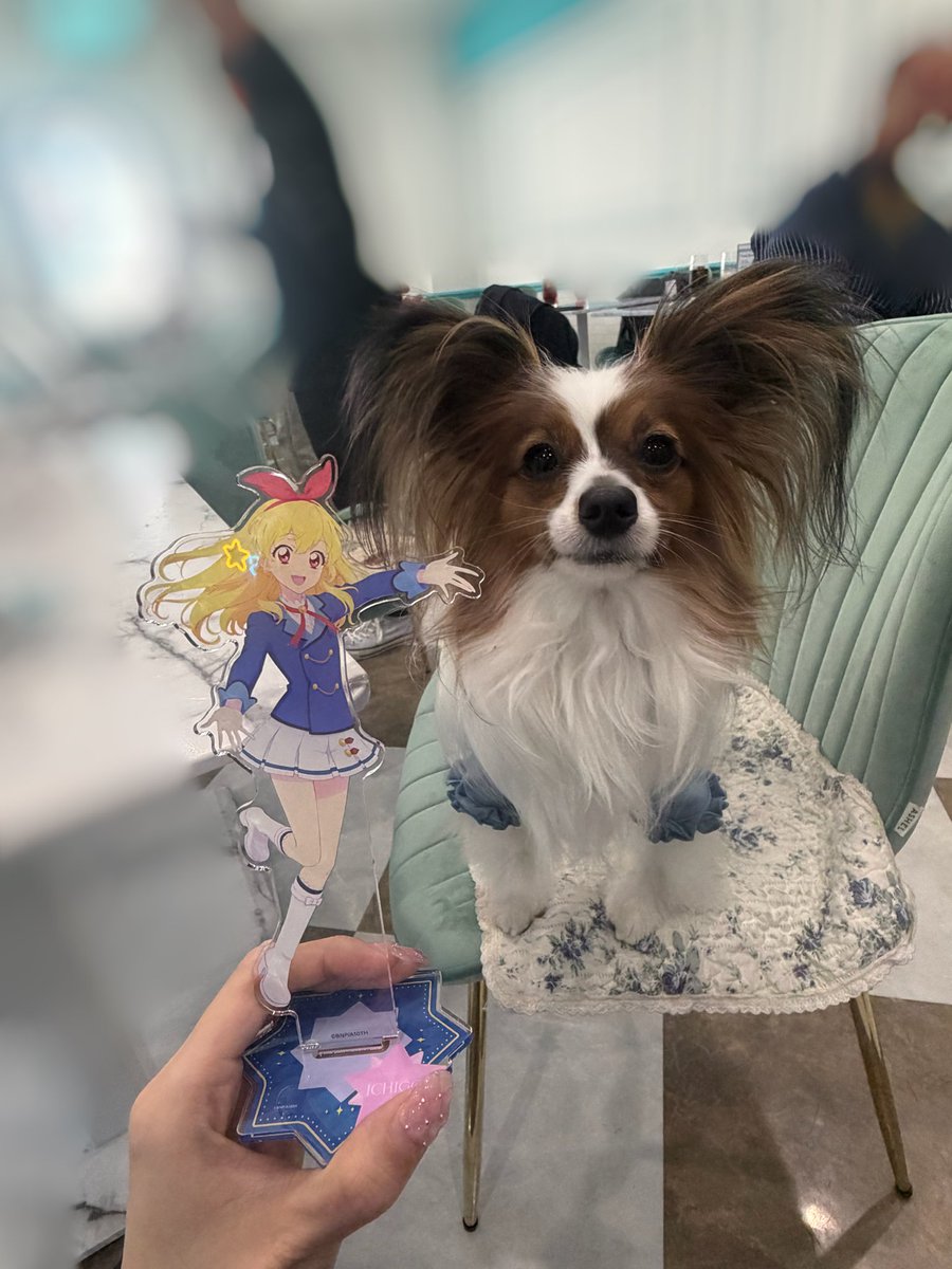 きりしまわか tweet media