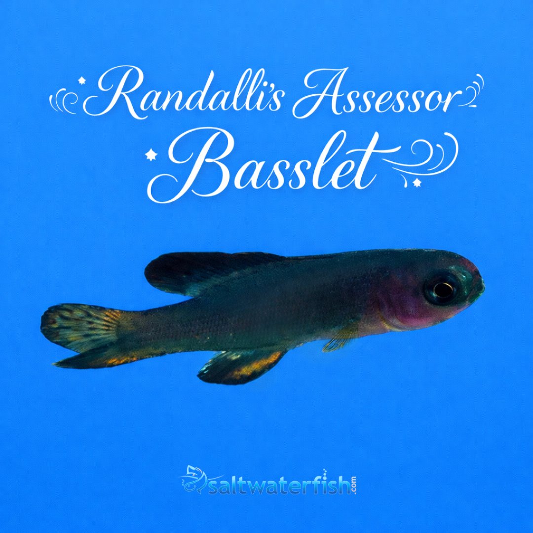 Saltwaterfish.com tweet media