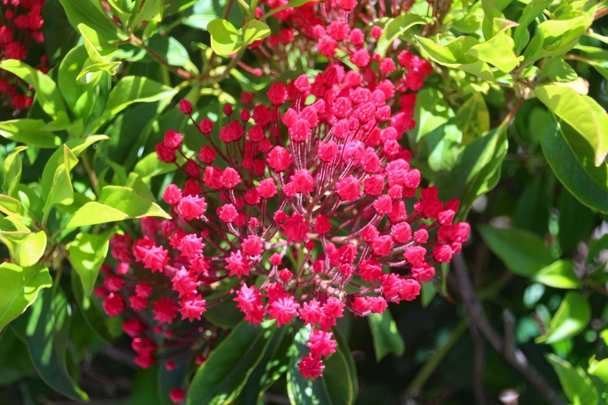 Barron Beaux Arts 😻 ✨🎉🎵🌈🍒 tweet media