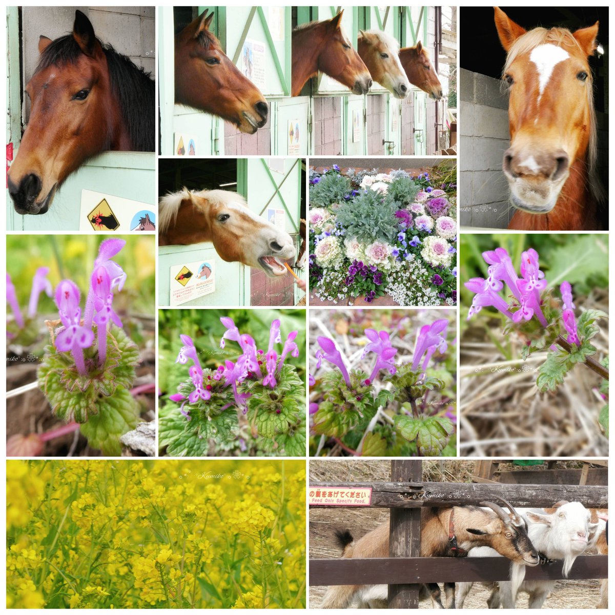 ブルーポピー✿ブルースター tweet media