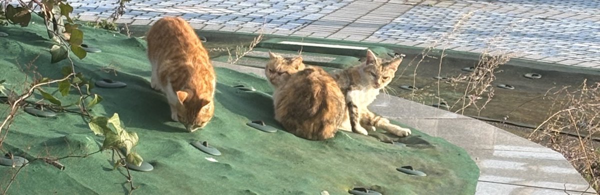 sibr777's tweet photo. 最近の家の前猫いる
地元の人にスラム街と呼ばれたところに住んでそこから出張業務先に行ってる https://t.co/nPdCi2diXN